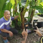 หนุ่มกู้ภัยฯพบกล้วยไข่ถูกตัดต้นทิ้งเหลือแต่ตอเกิดออกเครือกล้วยนับได้ 120 ลูก