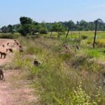 ฝูงลิงอาละวาด