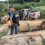 ตํารวจสอบสวนกลาง (CIB) ตรวจยึดไม้ยาง ไม้หวงห้าม