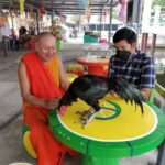 ขยี้ตารัว!!ไก่ลิ้นโผล่ที่คอ กินขนมแทนข้าวเปลือก คอหวยไม่พลาดแห่ส่องเลขเด็ด