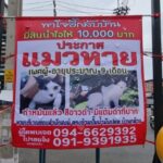 เจ้าของติดป้ายประกาศตามหาแมว