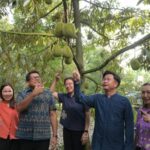 นนทบุรี-ตัดทุเรียนนนท์เปิดฤดูกาลราชาผลไม้อันเลื่องชื่อของเมืองนนท์