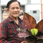 นนทบุรี ไม้ด่างไม้มงคลที่กำลังได้รับความนิยมในหมู่คนรักต้นไม้