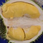 นนทบุรี กิจกรรมพิสูจน์เนื้อทุเรียนในโครวการอนุรักษ์สวนทุเรียนนนท์ร