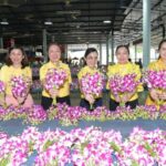 การส่งเสริมการผลิตและการส่งออกสินค้าเกษตรที่มีความสำคัญต่อเศรษฐกิจ: กล้วยไม้ จังหวัดนนทบุรี