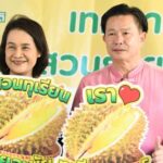 ตัดทุเรียนนนท์
