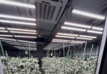 ดส.ร่วมกับกรมการแพทย์แผนไทย บุกทลายโกดังปลูกกัญชาเถื่อนยึดต้นกัญชากว่า 1,600 ต้น