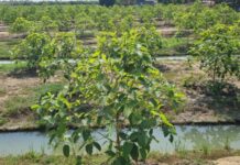 เริ่มเห็นแสงสว่างใหม่ชาวเกษตรกรไทยที่ปลูกพืชกระทอมหลังจากปลดล็อค