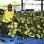 สมุทรสาคร ลุยแก้ปัญหาราคามะพร้าวน้ำหอมตกต่ำ เร่งระบายออกสู่ตลาด 1 ล้านลูก ดันราคาลูกละ5บาท