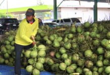 สมุทรสาคร ลุยแก้ปัญหาราคามะพร้าวน้ำหอมตกต่ำ เร่งระบายออกสู่ตลาด 1 ล้านลูก ดันราคาลูกละ5บาท