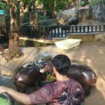 ผู้บริหารสวนสัตว์เปิดเขาเขียว เบนซ์ อรรถพล พี่เลี้ยงหมูเด้ง ยืนยันสภาพคอกเป็นพฤติกรรมธรรมชาติของฮิปโปแคระ ไม่ใช่การละเลย พร้อมยกระดับสวัสดิภาพสัตว์ด้วยโครงการ “ฮิปโปวิลเลจ” รองรับเพิ่มทั้งฮิปโปเล็ก–ใหญ่