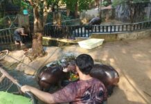 ผู้บริหารสวนสัตว์เปิดเขาเขียว เบนซ์ อรรถพล พี่เลี้ยงหมูเด้ง ยืนยันสภาพคอกเป็นพฤติกรรมธรรมชาติของฮิปโปแคระ ไม่ใช่การละเลย พร้อมยกระดับสวัสดิภาพสัตว์ด้วยโครงการ “ฮิปโปวิลเลจ” รองรับเพิ่มทั้งฮิปโปเล็ก–ใหญ่