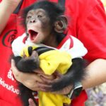 สมุทรปราการ ฟาร์มจระเข้สมุทรปราการฉลองตรุษจีนเปิดตัวสมาชิกใหม่”น้องเฉาก๊วย”