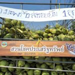 มะพร้าวน้ำหอม1ลูกแลก1รอยยิ้ม!! เจ้าของสวนมะพร้าวน้ำหอมบ้านแพ้ว “แจกมะพร้าวน้ำหอมแลกกับรอยยิ้ม” ในวันที่ราค าน้ำมันขึ้นลิตรละ 6 บาท แต่ราคามะพร้าวลดลง