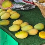 ของดีเมืองนนทบุรี มะม่วงยายกล่ำขึ้นชื่อขายดีราคาถูก