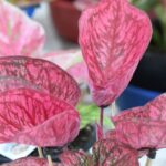 นนทบุรี-เปิดงานส่งเสริมไม้ดอกไม้ประดับ ชูศักยภาพผู้ผลิตไทยระดับเอเชีย มุ่งสร้างมูลค่าเพิ่มและขยายช่องทางตลาดสู่สากล