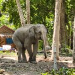ปลัดจังหวัดภูเก็ต สนธิกำลังนับร้อย บุกตรวจสอบการรุกป่าสงวน ‘หาดฟรีดอม’ จับกุมผู้ต้องหาพร้อมอาวุธปืน – ช้าง 4 เชือก!