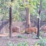 ปล่อยวัวแดงครั้งที่ 6 คืนป่าสลักพระ เติมสมดุลระบบนิเวศเมืองกาญจน์