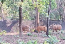 ปล่อยวัวแดงครั้งที่ 6 คืนป่าสลักพระ เติมสมดุลระบบนิเวศเมืองกาญจน์