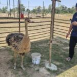 แตกตื่น นกกระจอกเทศ วิ่งเตลิดบนถนนใหญ่ ชาวบ้านไล่จับวุ่น ล่าสุดน้องปลอดภัย เจ้าของยกมือไหว้ขอบคุณจากใจ