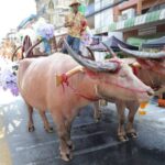 นอภ.บางละมุง นายกเมืองพัทยา นำสืบสานวันไหลนาเกลือ 2569 จัดพิธีทำบุญ–แห่พระ ประชาชนร่วมงานคึกคัก