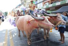 นอภ.บางละมุง นายกเมืองพัทยา นำสืบสานวันไหลนาเกลือ 2569 จัดพิธีทำบุญ–แห่พระ ประชาชนร่วมงานคึกคัก