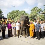 พลายมิตรภาพ ลูกช้าง ปี 69 สวนนงนุชพัทยาปางช้างมาตรฐานแห่งแรกของประเทศไทย