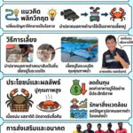 เกษตรกรสมุทรสาครพลิกวิกฤตให้เป็นโอกาสนำปลาหมอคางดำมาเป็นอาหารปู ลดต้นทุนสร้างรายได้อย่างยั่งยืน