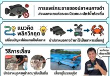 เกษตรกรสมุทรสาครพลิกวิกฤตให้เป็นโอกาสนำปลาหมอคางดำมาเป็นอาหารปู ลดต้นทุนสร้างรายได้อย่างยั่งยืน