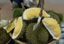 นนทบุรี-เทศบาลเมืองไทรม้าขอเชิญเที่ยวงานทุเรียนนนท์ สวนไทรม้า ครั้งที่ 3