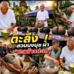 ตะลึง! สวนนงนุชผ่า “มะพร้าวทะเล” เมล็ดใหญ่ที่สุดในโลก 12 ลูก มูลค่ารวมกว่า 1.2 ล้านบาท เปิดภาพหาชมยาก