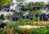 มันสำปะหลังกาญจน์! “พาณิชย์ฯ – สมาคมฯ” ผนึกกำลังกู้วิกฤตใบด่าง ดันเปอร์เซ็นต์แป้งพุ่ง