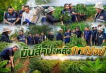 มันสำปะหลังกาญจน์! “พาณิชย์ฯ – สมาคมฯ” ผนึกกำลังกู้วิกฤตใบด่าง ดันเปอร์เซ็นต์แป้งพุ่ง