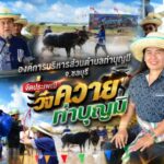 องค์การบริหารส่วนตำบลท่าบุญมี จ.ชลบุรี จัดประเพณีวิ่งควายท่าบุญมี