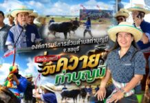 องค์การบริหารส่วนตำบลท่าบุญมี จ.ชลบุรี จัดประเพณีวิ่งควายท่าบุญมี