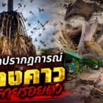 เกิดปรากฏการณ์ค้างคาวหลายร้อยตัวจากนับพันๆตัว