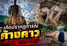 เกิดปรากฏการณ์ค้างคาวหลายร้อยตัวจากนับพันๆตัว