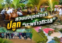 สวนนงนุชพัทยา ปลูก “มะพร้าวทะเล” เพิ่ม 23 ต้น ขยายภารกิจอนุรักษ์พันธุ์พืชระดับโลก