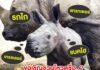 สวนสัตว์เปิดเขาเขียว ต้อนรับสมาชิกใหม่ “ลูกแรดขาว” เพศผู้สุดน่ารัก พร้อมชวนร่วมโหวตตั้งชื่อลุ้นรับรางวัลเงินสดและของที่ระลึก