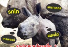 สวนสัตว์เปิดเขาเขียว ต้อนรับสมาชิกใหม่ “ลูกแรดขาว” เพศผู้สุดน่ารัก พร้อมชวนร่วมโหวตตั้งชื่อลุ้นรับรางวัลเงินสดและของที่ระลึก