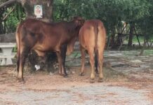 ตำรวจศรีราชาเร่งสกัดวัว 2 ตัวหลุดเดินบนถนนสุขุมวิท หวั่นเกิดอุบัติเหตุ ก่อนพบคนรับจ้างเลี้ยง อ้างเจ้าของค้างค่าจ้าง